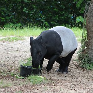 Malayan Tapir (Tapirus indicus)