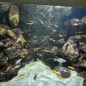 Tanganyika aquarium