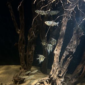 South American community tank