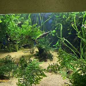 Peter’s elephant-nose fish tank