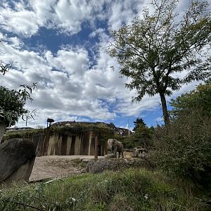 African elephant enclosure