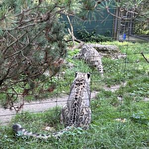 Snow leopards