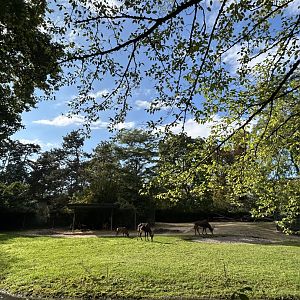 Sable antelope enclosure