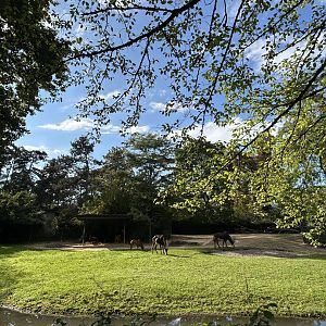 Sable antelope enclosure