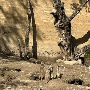 Meerkats