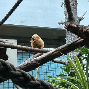 Golden lion tamarin