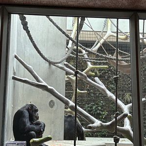 Chimpanzee inner exhibit