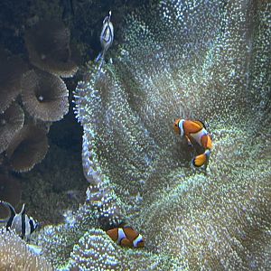 Three-banded anemone fish