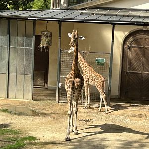 Kordofan giraffe