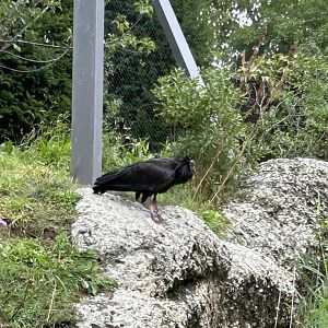Northern bald ibis