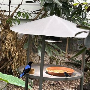 Asian fairy bluebird