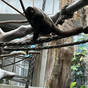 Common woolly monkey