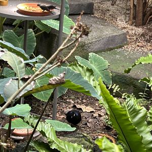 Palawan peacock pheasant