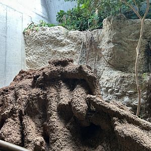 Giant termite hill