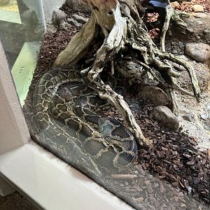 Burmese python