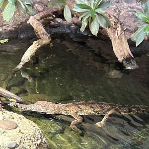 Australian freshwater crocodile
