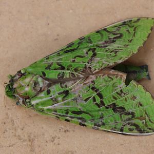 Pūriri Moth (Aenetus virescens), Wellington