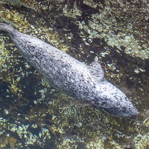 Harbor Seal
