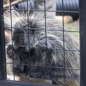 North American Porcupine