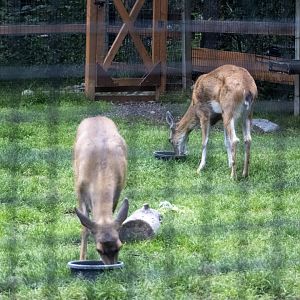 Sitka Blacktailed Deer