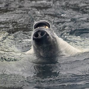 Polar Bear taking a breath
