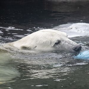 Polar Bear