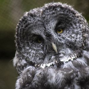Great Gray Owl