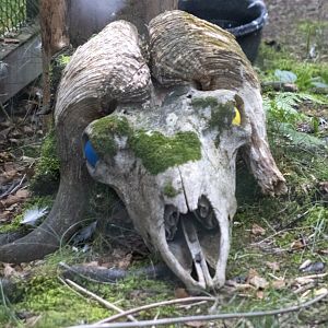 Musk Ox skull in the Peregrine Falcon enclosure