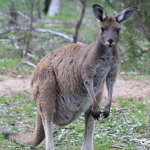 Western Grey Kangaroo (Macropus fuliginosus)