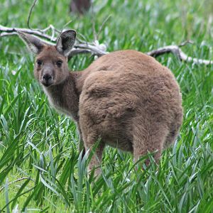Western Grey Kangaroo (Macropus fuliginosus)