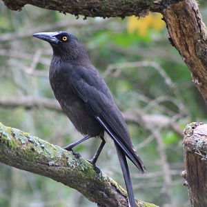 Grey Currawong (Strepera versicolor)