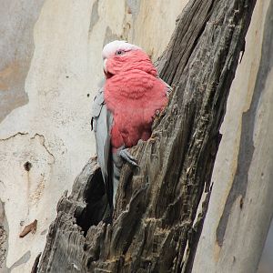 Galah (Eolophus roseicapilla)
