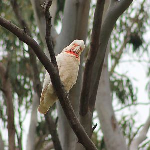 Long-billed Corella (Cacatua tenuirostris)