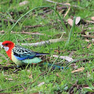 Eastern Rosella (Platycercus eximius)