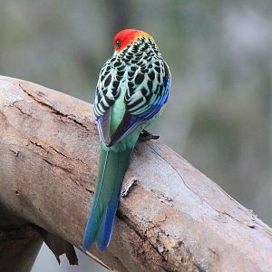 Eastern Rosella (Platycercus eximius)