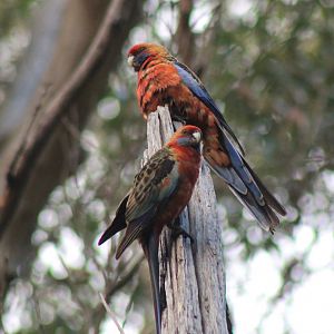 Adelaide Rosellas (Platycercus elegans adelaidae)