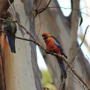 Adelaide Rosellas (Platycercus elegans adelaidae)