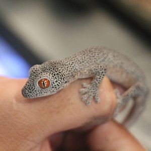 Small-spotted golden spiny-tailed gecko (Strophurus taenicauda triaureus) - Private facility