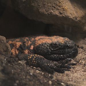 Southern Gila monster (Heloderma suspectum suspectum) - Private facility