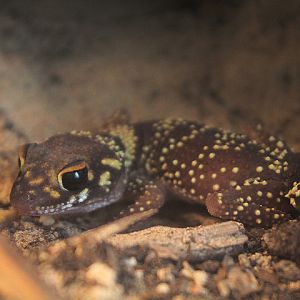 Thick-tailed gecko (Underwoodisaurus milii) - Private facility