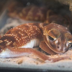Pilbara knob-tailed gecko (Nephrurus levis pilbarensis) - Private facility