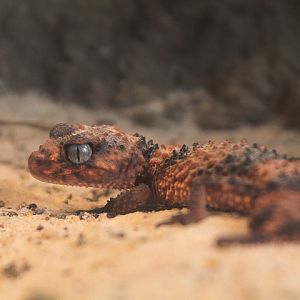 Southern banded knob-tailed gecko (Nephrurus wheeleri) - Private facility