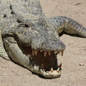 Saltwater Crocodile (Crocodylus porosus)