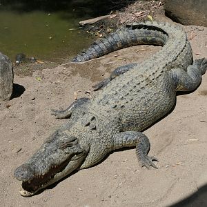 Saltwater Crocodile (Crocodylus porosus)
