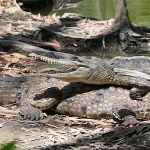 Freshwater Crocodile (Crocodylus johnstoni)