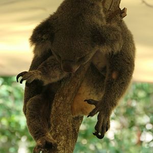 Queensland Koala (Phascolarctos cinereus adustus)