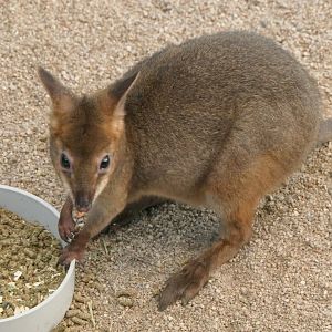 Red-legged Pademelon (Thylogale stigmatica)