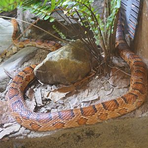 Corn Snake (Pantherophis guttatus)