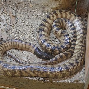 Black-headed Python (Aspidites melanocephalus)