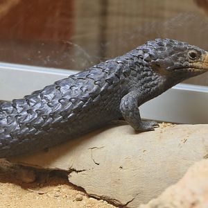 Shingleback (Tiliqua rugosa)
